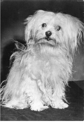 Chiens dc530 chien bichon - chiens,