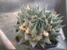 Ariocarpus astrophytum aztekium turbinicarpus obregonia hintonii 