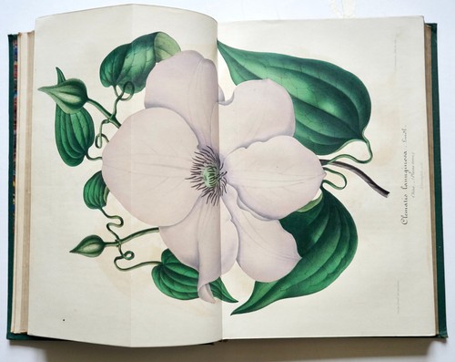 Lemaire verschaffelt - lemaire,