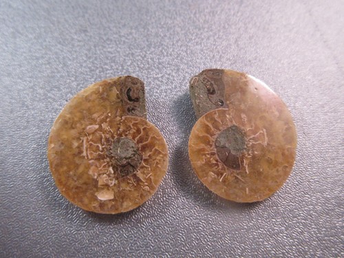 Pair madagascar ammonite - madagascar,