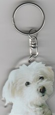 BICHON  MALTAIS  CHIEN PORTE