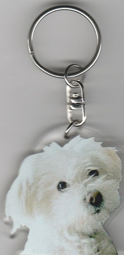 Bichon maltais chien - maltais, porte