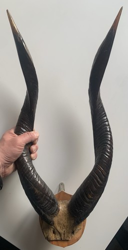 Trophée chasse cornes - trophée,