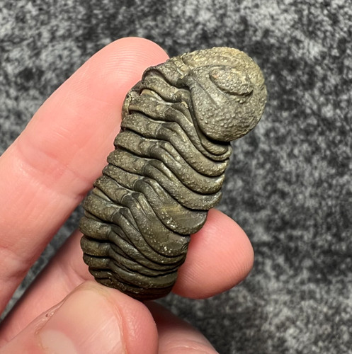 Moroccops trilobite fossil - moroccops,