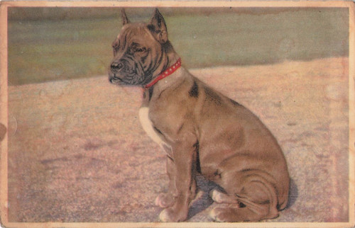 Chien boxer 52115 - -,