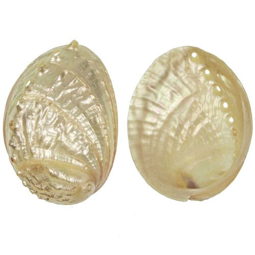 Coquillage haliotis discus