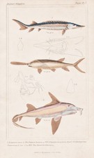 Poissons Esturgeon Européen