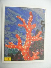 Stikers album PANINI 1992 immage Animaux Prehistorique Prehistoric Vignette n°11