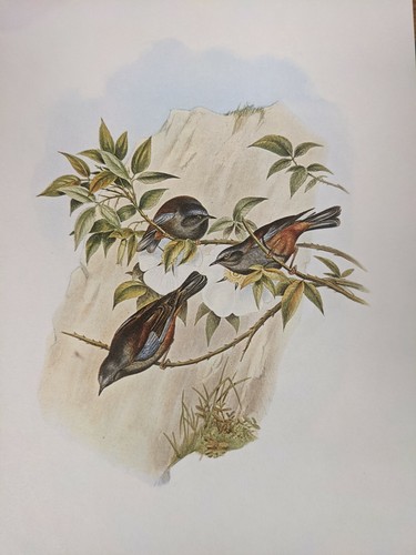 1969 imprimé oiseau - 1969,
