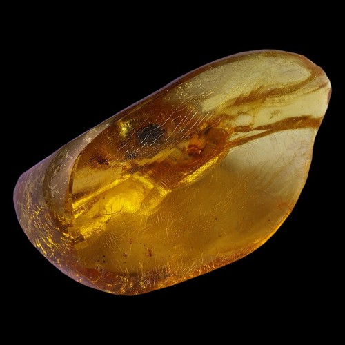Ambre à insectes de - ambre,