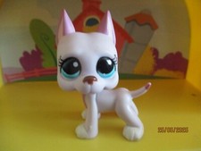 Petshop chien Dogue Argentin