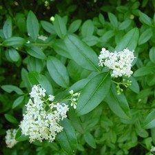 Ligustrum ovalifolium -