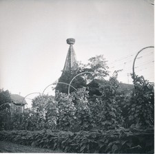 RIBEAUVILLE c. 1950 - Vignes