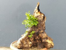 Bonsaï olivier 45 x 38 cm plante sculptée dans la nature tronc unique majestu...
