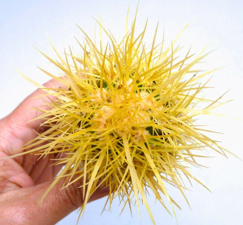 Echinocactus grusonii - ,