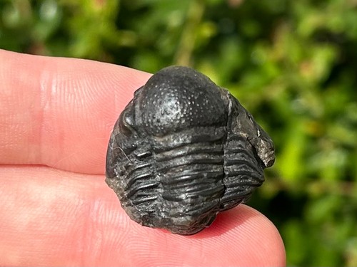 Proteus fossil trilobite - fossil,