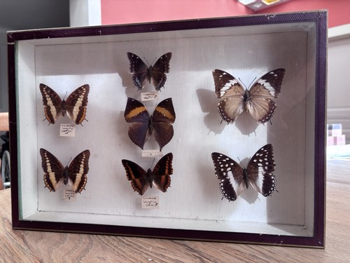 Cadre vitrine sous verre