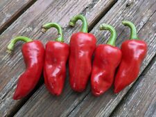 ?️ 20 GRAINES DE PIMENT D'ESPELETTE GORRIA / 20 CHILI PEPPER ESPELETTE ?️