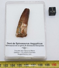 Dent de dinosaure Spinosaurus