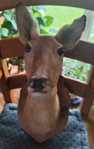 Tête biche déco - déco, sur