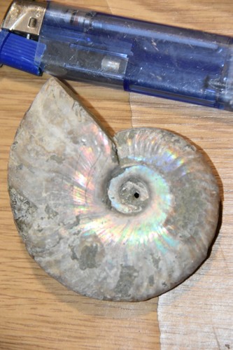 Ammonite aioloceras besairiei - aioloceras,