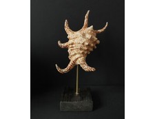 Coquillage Lambis, Socle en