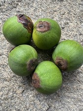 Parajubaea torallyi var. torallyi  ? -  Last rare 2025 seeds ?