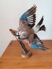 Cabinet de curiosités geai des chênes taxidermie sur sa branche ailes déployées