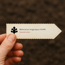 Melocactus longicarpus HU149