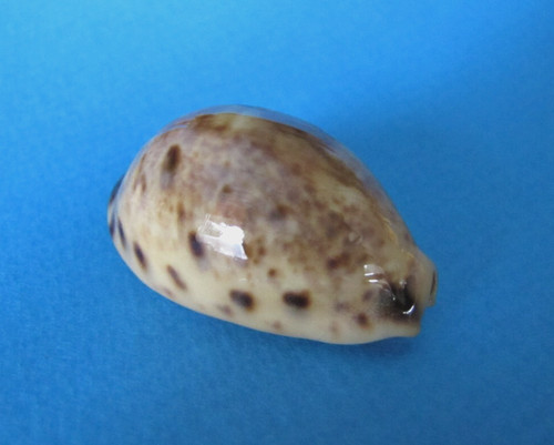 Cypraea lynx gem - cypraea,