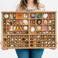 Collection coquillage, casier imprimeur, cabinet de curiosité, taxidermie