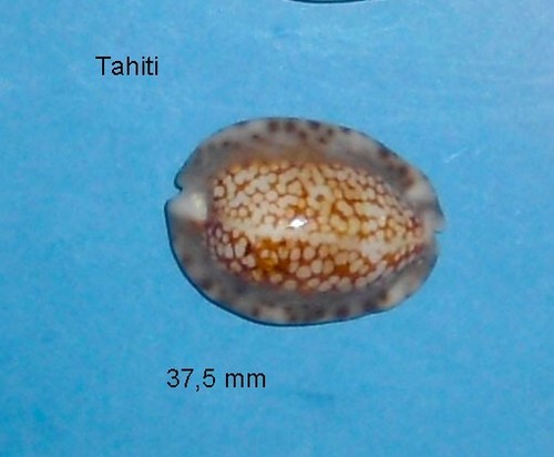 Cypraea depressa tahiti - ,