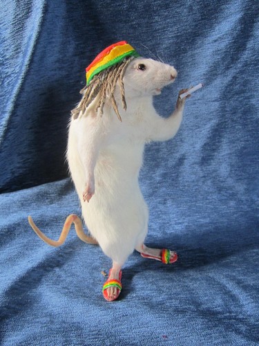 Taxidermie rat rasta - rasta, taxidermy