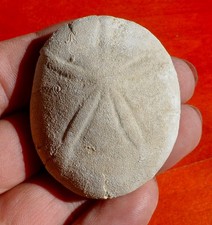 OURSIN FOSSILE ÉOCÈNE DE L'AISNE , ECHINOLAMPAS