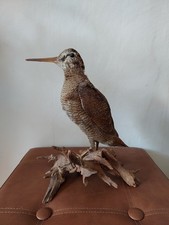 Bécasse naturalisée –