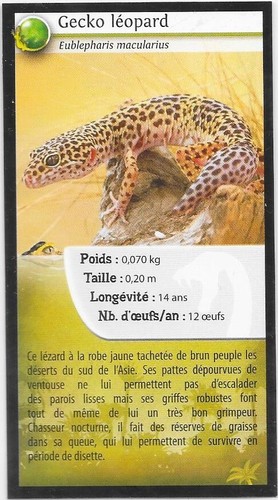Carte quick reptiles gecko - reptiles,