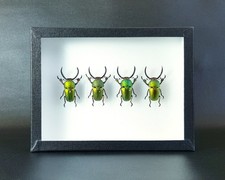 Coléoptères Lamprima adolphinae - (insecte entomologie taxidermie)