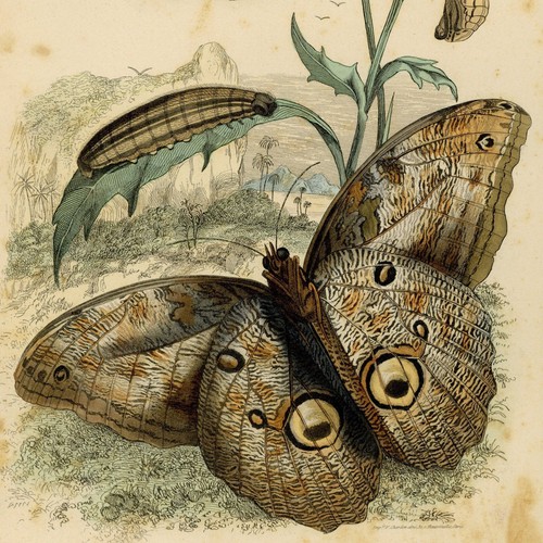 Papillon morpho brassolide - morpho,