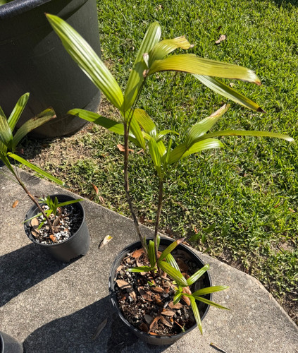 Rhapis laoensis true - rhapis,