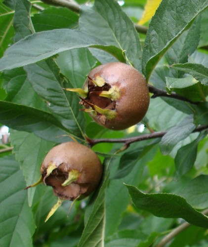 Mespilus germanica néflier - germanica, /