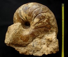 Nautile du Toarcien : énorme Cenoceras sp