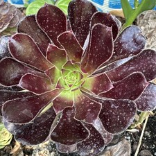 Aeonium  succulent . Une Plante Avec Racine