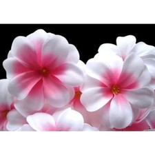 Lot de 10 têtes de fleur