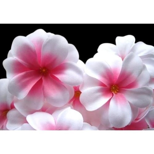 Lot têtes de fleur - lot,