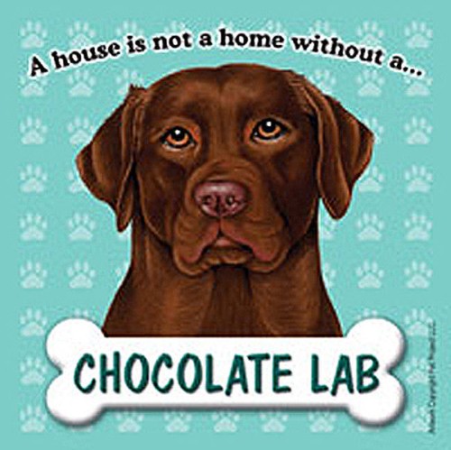 Magnète labrador chocolat - magnète, de