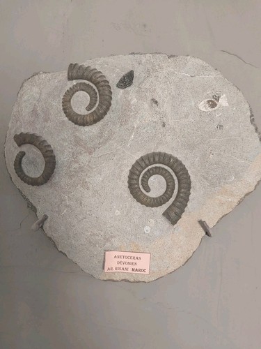 Anetoceras sur plaque - 4,