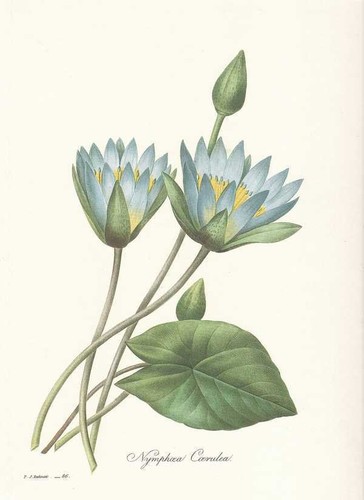 Nymphaea faksimile bleue - nymphaea,