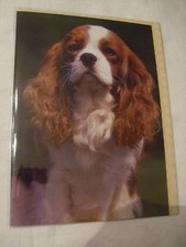CARTE + ENVELOPPE - chien  CAVALIER KING CHARLES