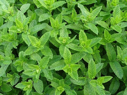 500 graines menthe - -, verte