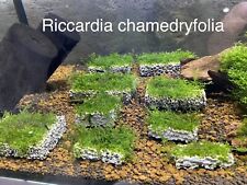 Mousse Aquarium Riccardia Chamedryfolia Sur Biocerapond Et 2 Autre Mousses
